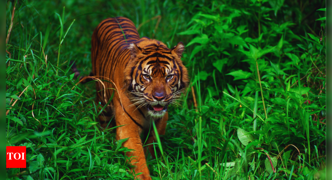 This country has the largest population of Sumatran tigers, where a wild journey awaits!