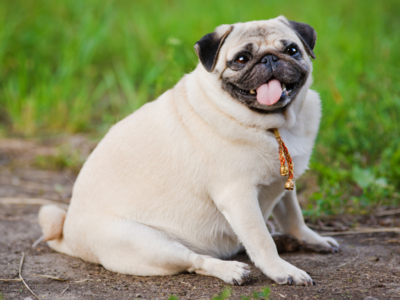 After Ozempic, is “Ozempup” on the way? Scientists explore weight-loss jabs for obese pet dogs-- All details here