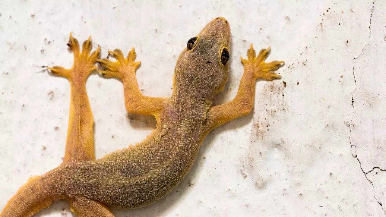 10 effective hacks to make your home lizard-proof naturally | - The Times  of India