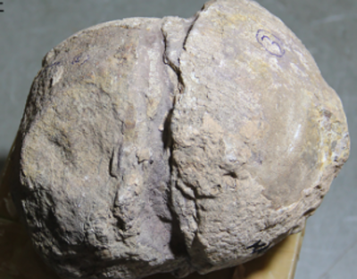 The biggest dinosaur hatchery is in India: Scared 'kuldevta' stones identified as 70 million years old fossilised dinosaur eggs