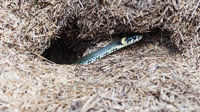  Child puts hand in snake burrow, succumbs to bite in Chhatarpur