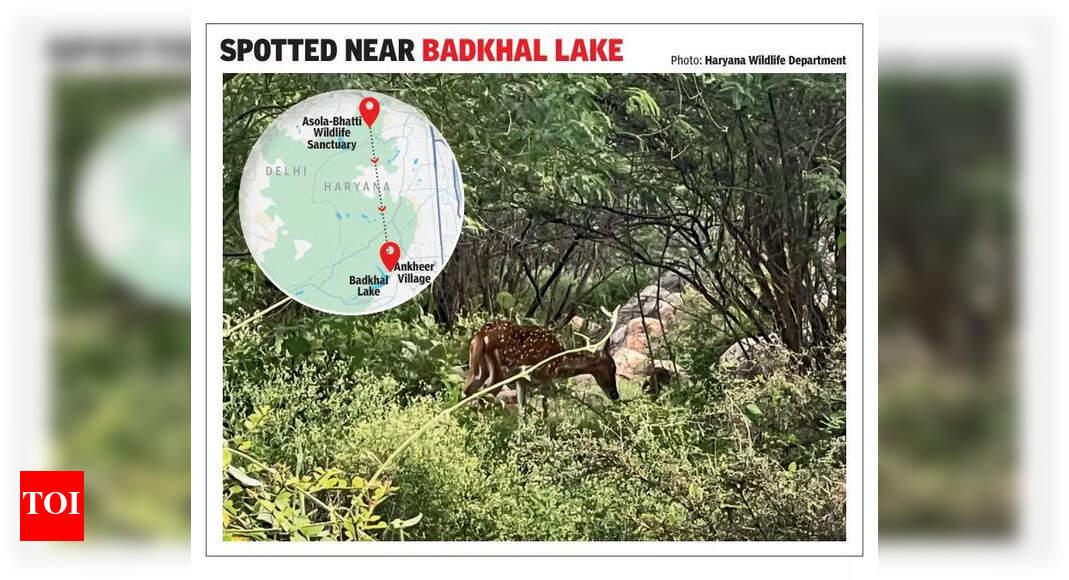 A ‘spot’ of hope: Chital returns to Faridabad Aravalis | Gurgaon News – Times of India