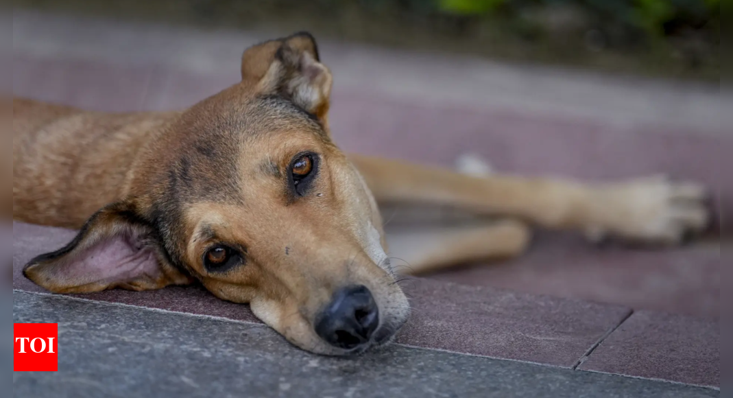 Dedicated feeding zones, vaccination & more: Supreme Court’s major order on stray dogs — Key takeaways