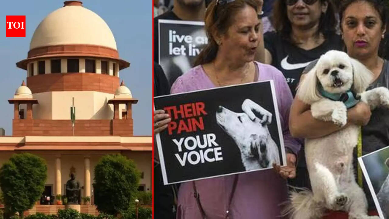 Supreme Court Allows Stray Dogs Back On Streets, But Bans Feeding Them In Public Spaces