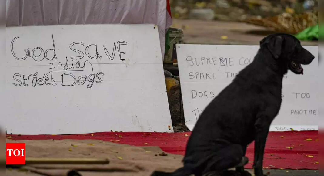 Big relief for animal lovers! SC revises order, tells MCD to let off all stray dogs except the aggressive – Here’s what unfolded in 11 days