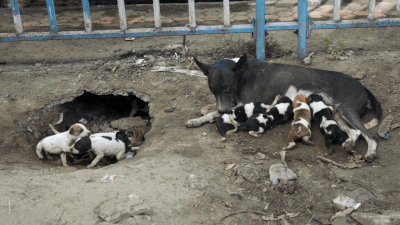 Supreme Court Allows Stray Dogs Back On Streets, But Bans Feeding Them In Public Spaces