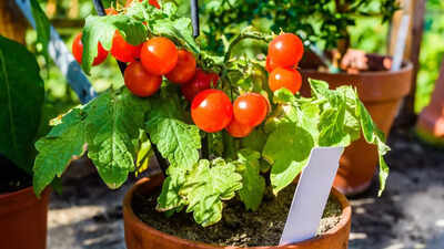 10 Reasons why your tomato plants aren’t flowering and how to fix them