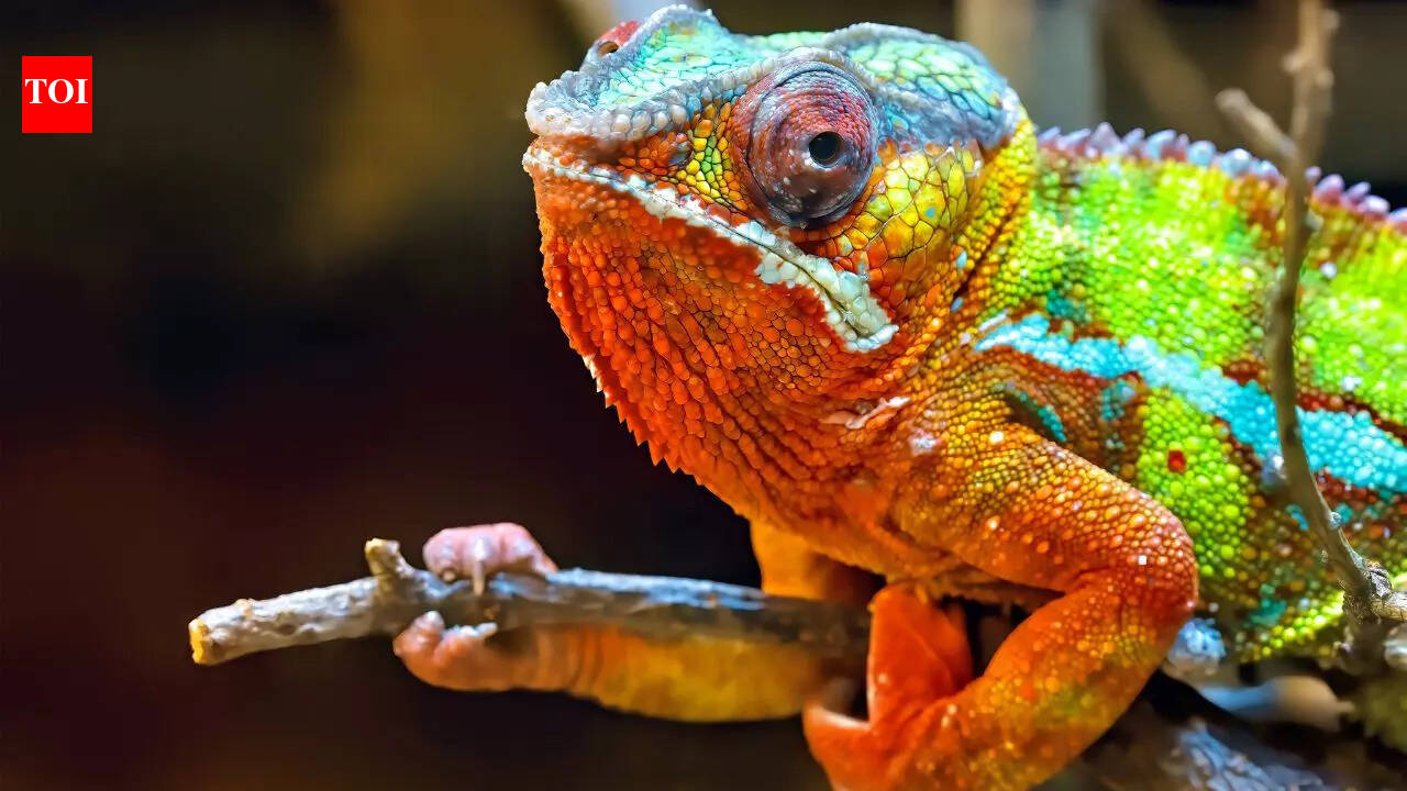Unbelievable shades in the wild: 4 lizard colours you’ve probably never ...