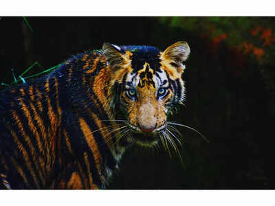  This is the only reserve in the world to spot melanistic big cats and it is in India