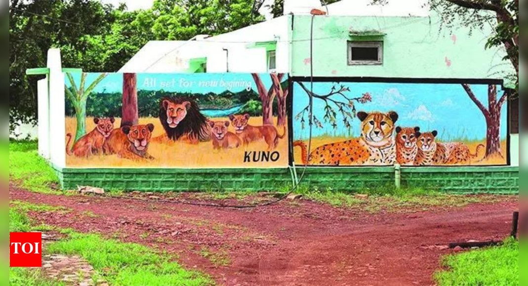 Gujarat's pride to remain MP's envy? Plan to bring lions to Kuno likely shelved