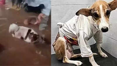 Mumbai rains: Animal shelter housing 91 strays floods; 2 dogs, 3 cats die