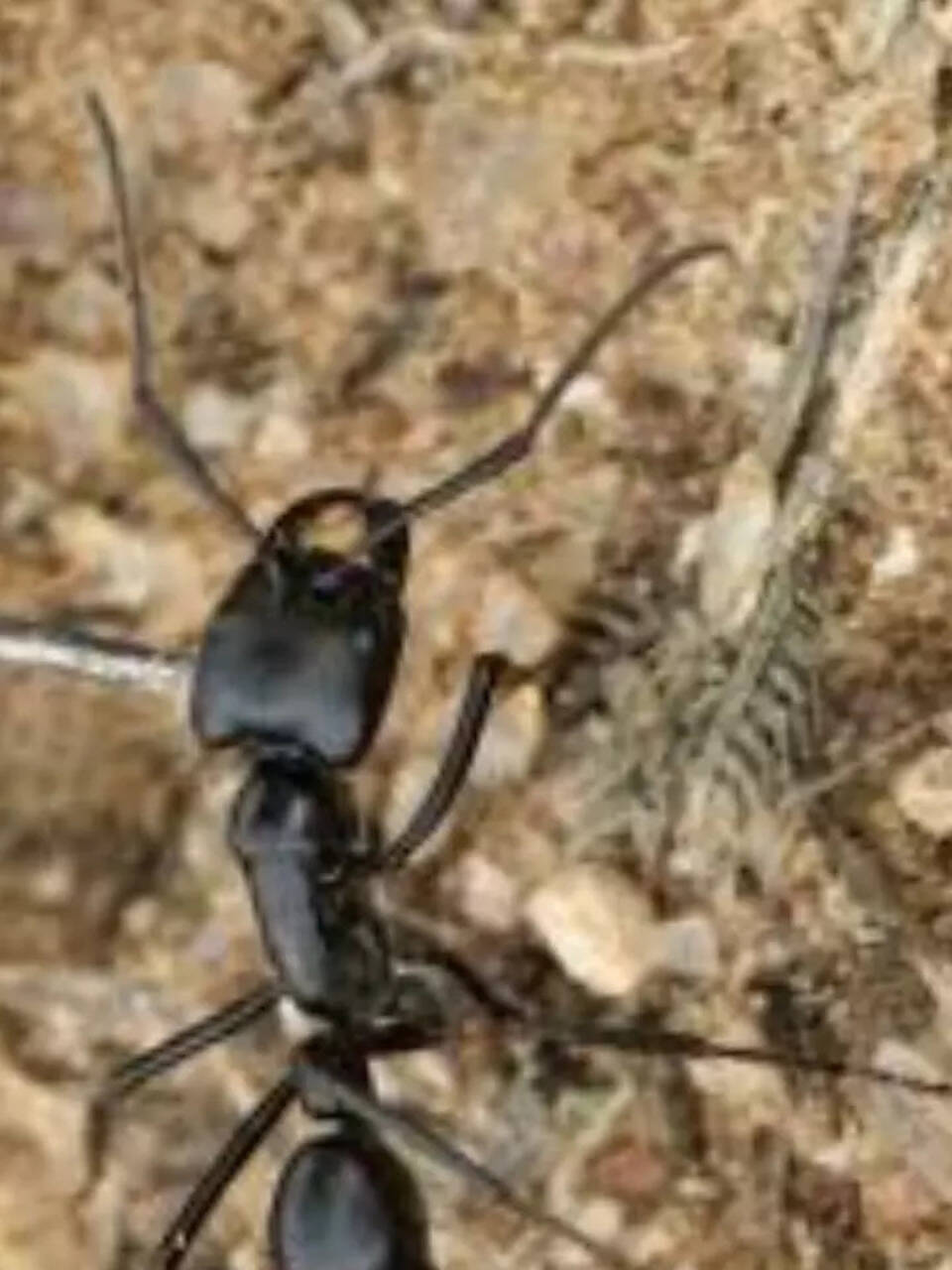 8 species of ants in the world known for their big size | Times of