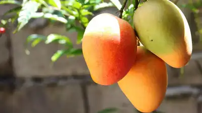  How it upsets your digestion and safe ways to enjoy it