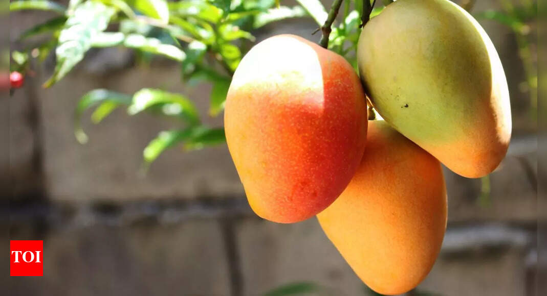 Mango causes loose motion: How it upsets your digestion and safe ways to enjoy it
