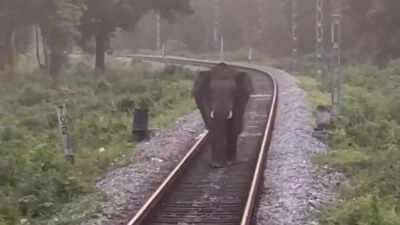 An Elephant Stood on the Tracks as Train Came Closer—Railway Staff’s Response Wins Praise