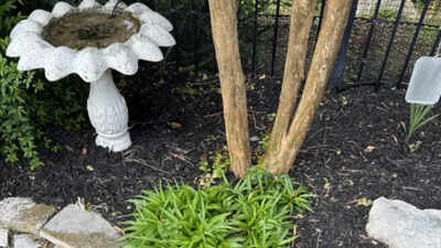 Can you find the 5-foot rattlesnake hiding in this photo?