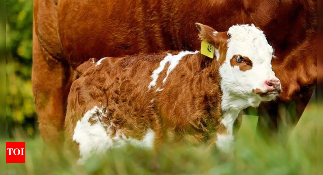 Experts warn of Salmonella Dublin: Cattle-born superbug that is spreading to humans post image