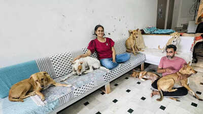 WHO LET THE DOGS IN? THESE LOVING HOMES DID!