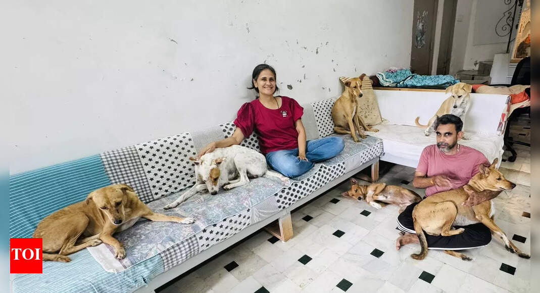 WHO LET THE DOGS IN? THESE LOVING HOMES DID! post image