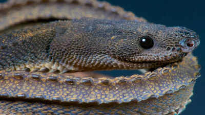  The fussiest and pickiest species you’ll ever encounter