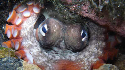  The mysterious 'underwater city' of octopuses; What are they actually doing there?