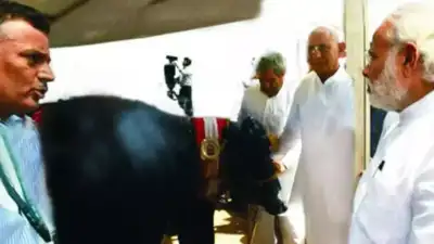  Once honoured by PM Modi, Haryana buffalo’s 25th b'day turns into farewell attended by 20,000
