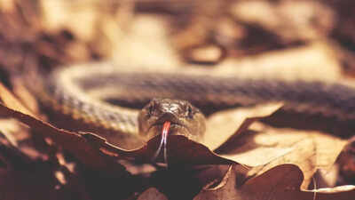 9 types of brown snakes you may encounter hiding under a leaf pile near your house