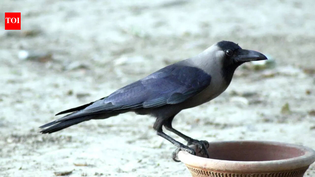5 mind-blowing things about crows that will change how you see them ...