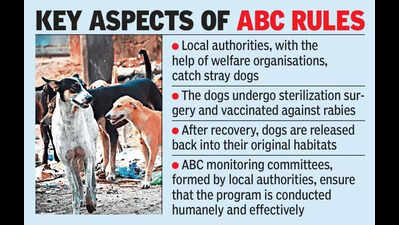 Civic bodies’ apathy blamed for growth of stray dog population