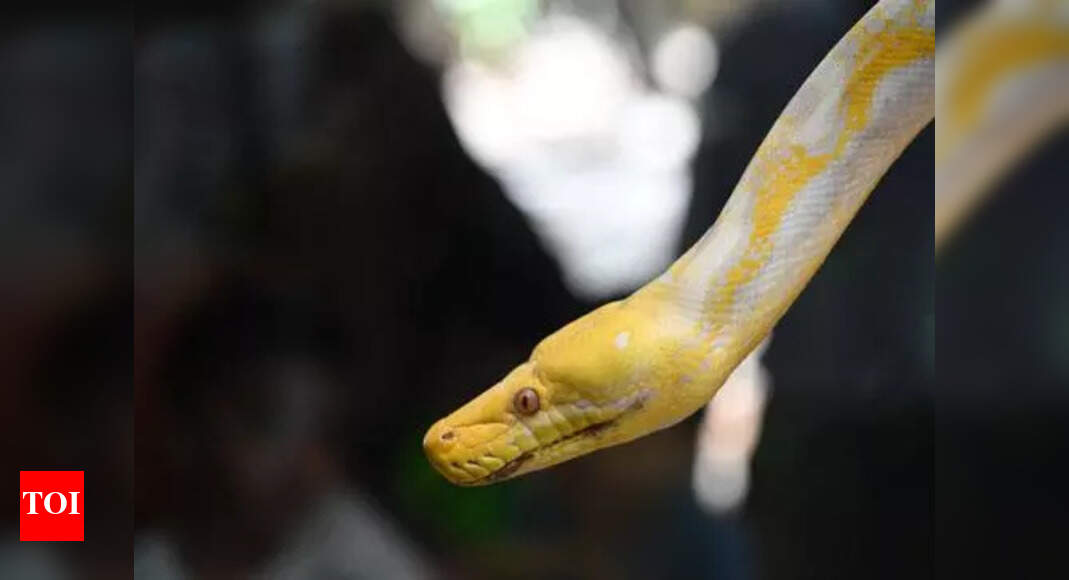 Python dies of electrocution near IIT market in Mumbai | Mumbai News ...