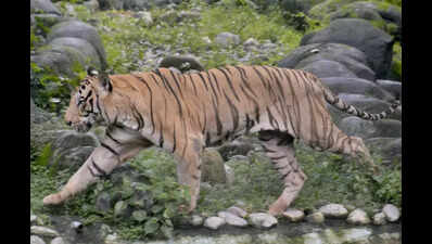 T wildlife dept sets up 4 quick reaction teams to address man-animal conflict