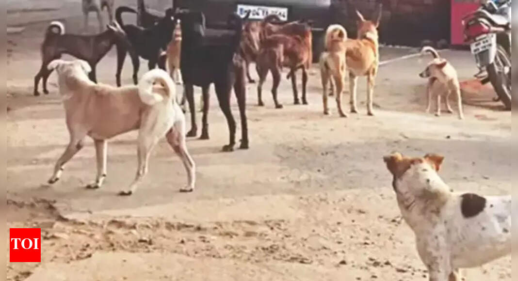 Child attacked by stray dogs in a village in Ludhiana | Ludhiana News ...