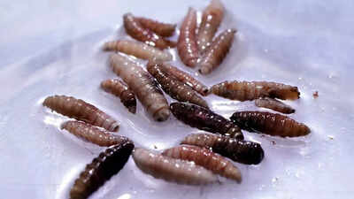 First human case of flesh-eating parasite detected in the US; Symptoms, risk factors, and safety measures to follow