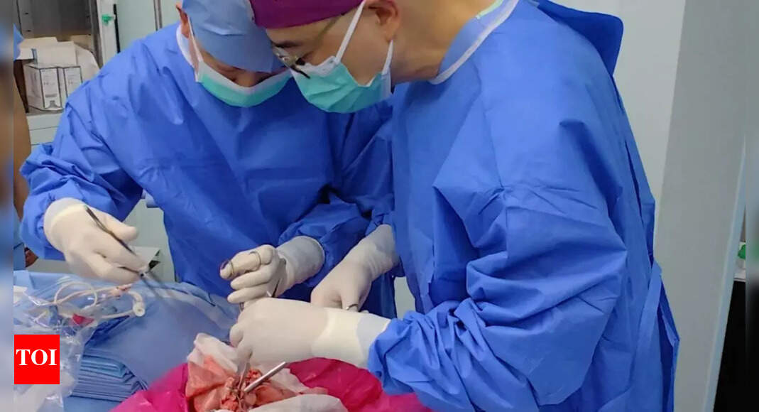 Human-Pig Lung Transplant: A Shocking Breakthrough or a Step Too Far?