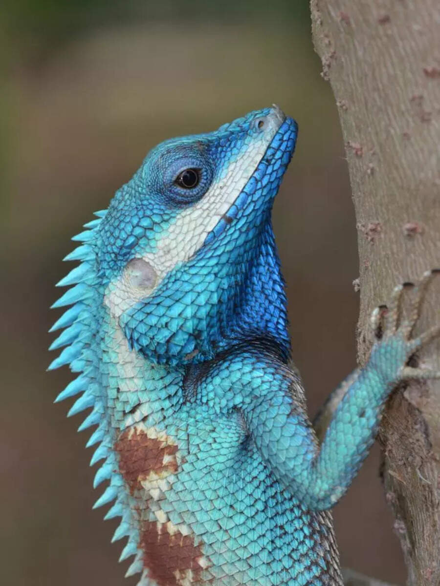 More than just brown: 8 vibrantly colored lizards from across the