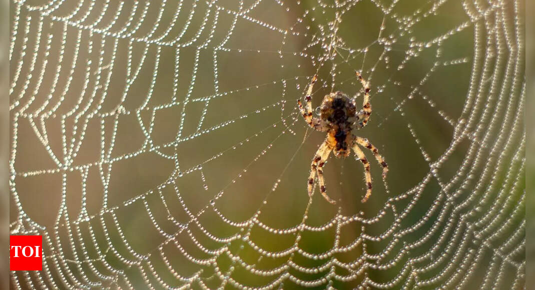 6 indoor plants that naturally stop spiders from entering your home ...