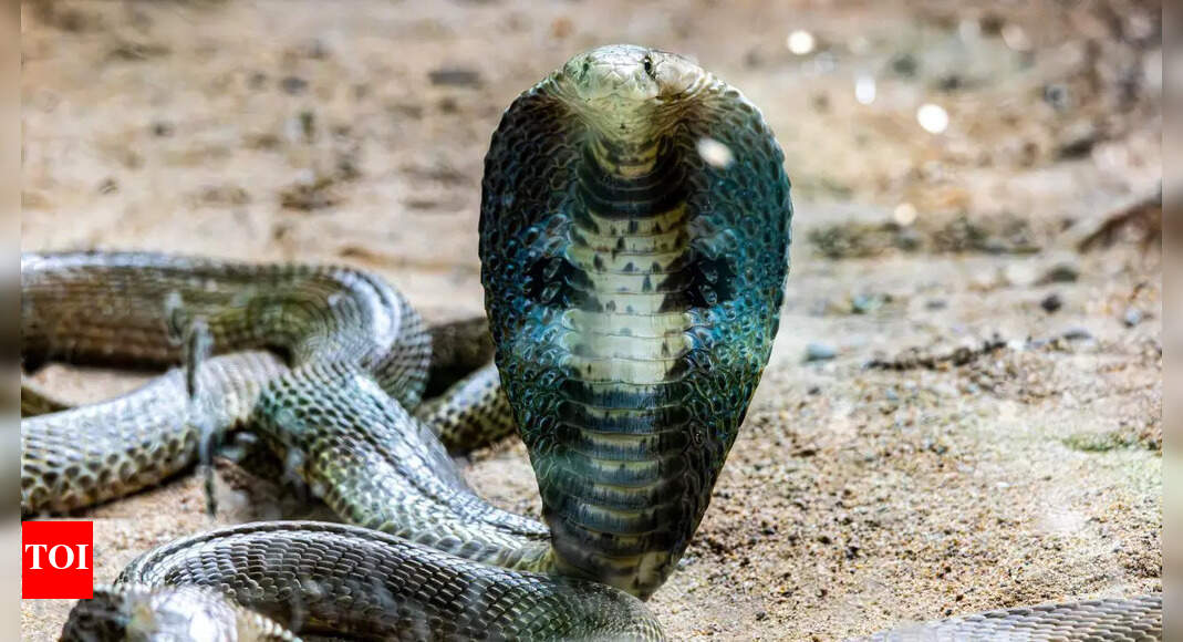 Dead but deadly: THESE snakes can still bite hours after death, says ...