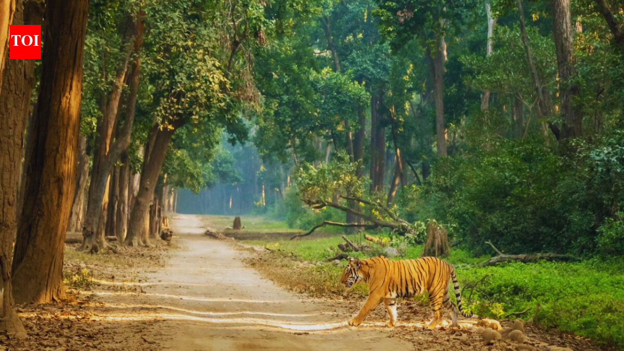 10 tiger reserves in India where 'Big Cat' encounters are almost guaranteed