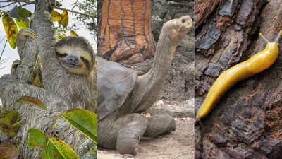  Sloth vs tortoise vs slug