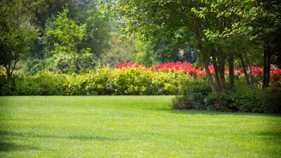 5 essential insects that protect your plants and reduce garden pests