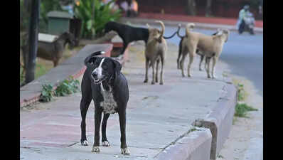 Raj issues order to manage strays after SC directive