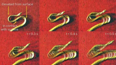  Insights into snake locomotion, evolution, and soft robotics innovation