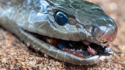  Black Mamba snakes pickup heavy metals and carry hidden pollution warnings in their scales, says study