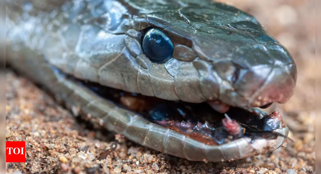 Guardians of the eco-system: Black Mamba snakes pickup heavy metals and carry hidden pollution warnings in their scales, says study