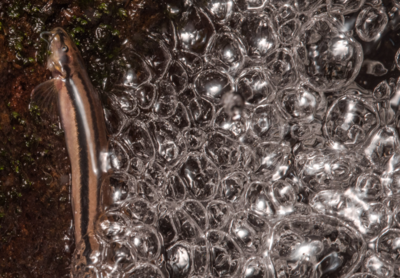 Wait, what! Thousands of mini catfish climbed a 4-meter waterfall in the dark forming 'living ladders'; here's why