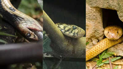Discover the 10 most dangerous cobras and where they live