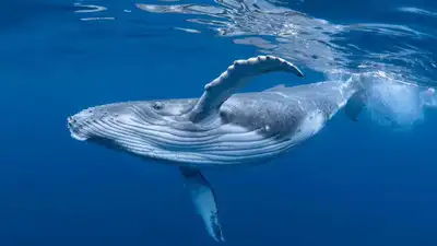 Scientists tagged a whale with a camera; the footage left them speechless