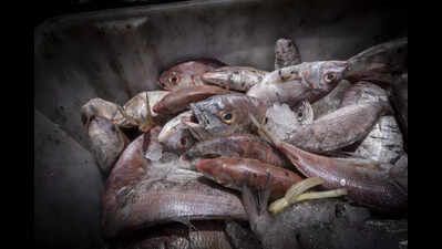 Govt to set up marine fish hatchery at Benaulim