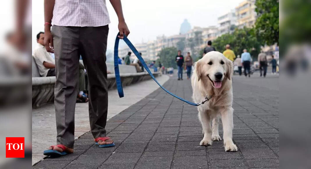 BMC plans 100-bed veterinary hospital in Mumbai’s Malad area