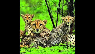  Shift in behaviour thrills experts; worries managers